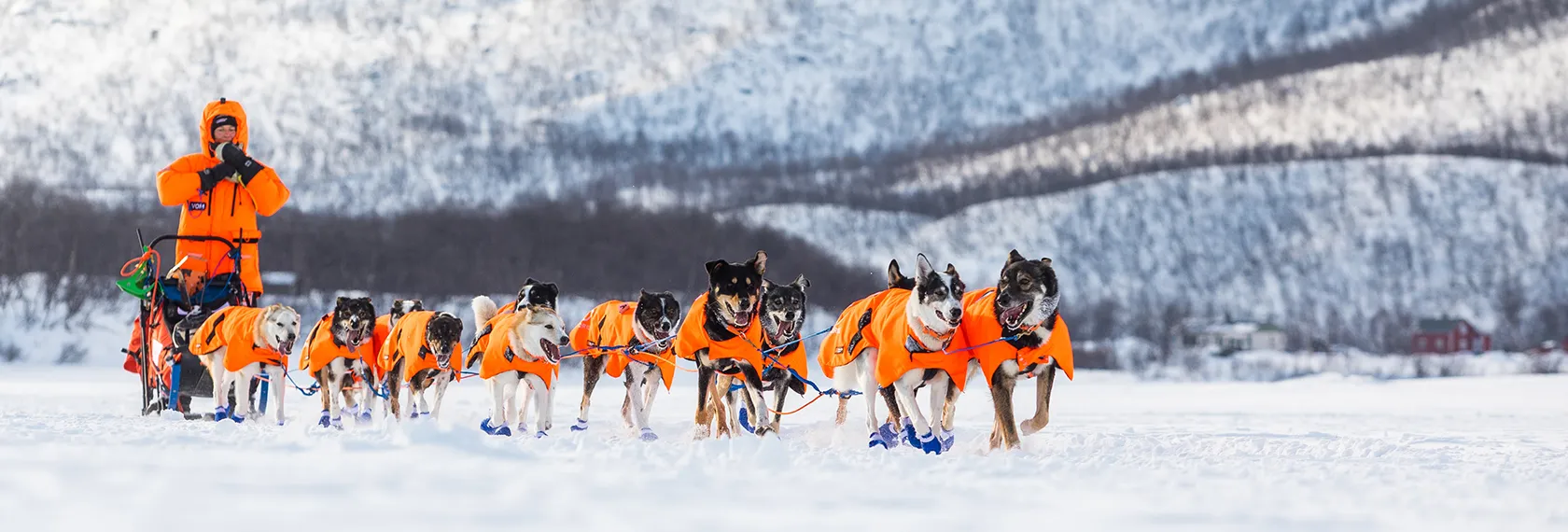 AT THE SERVICE OF DOG MUSHING RACES
